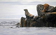 Canada-British Columbia-Islands in the Mist - Queen Charlotte